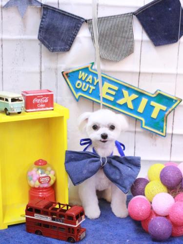 20230429みるくくん